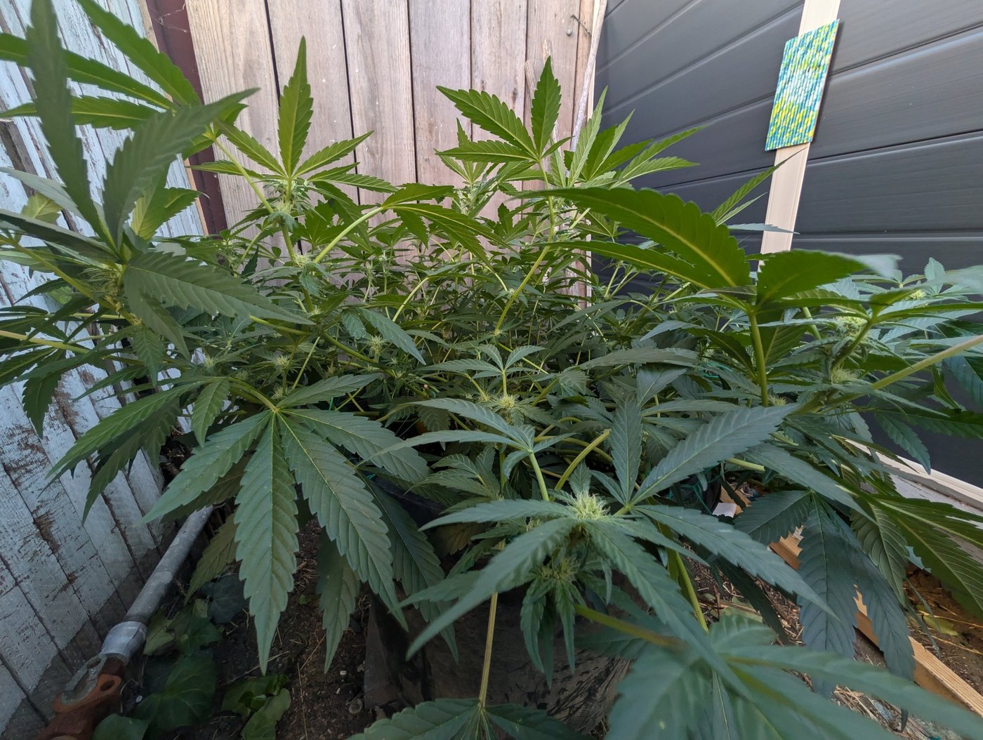 Bud Rot Risk in Outdoor Corners: Airflow Tips for Dense Canopies