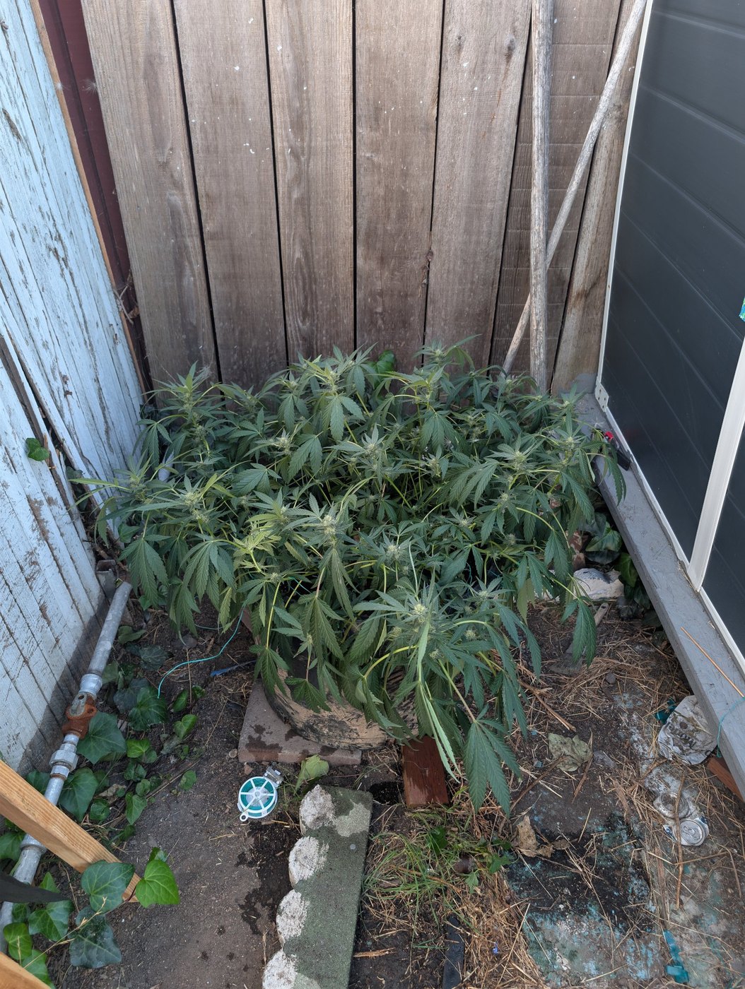 case photo