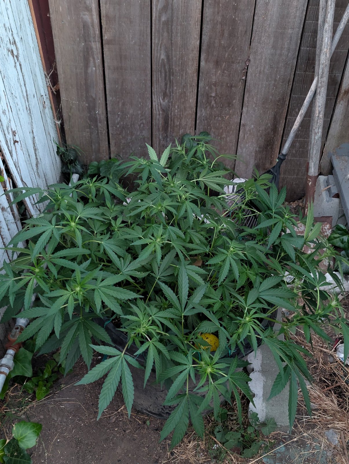 Training Monsters: Flat Canopies in Large Outdoor Pots