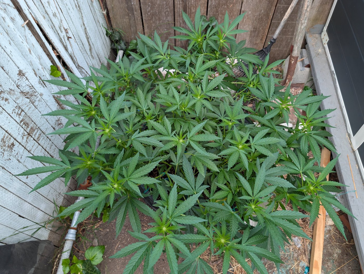 Flat Canopy Mastery: Perfect Low-Stress Training Before Pre-Flower
