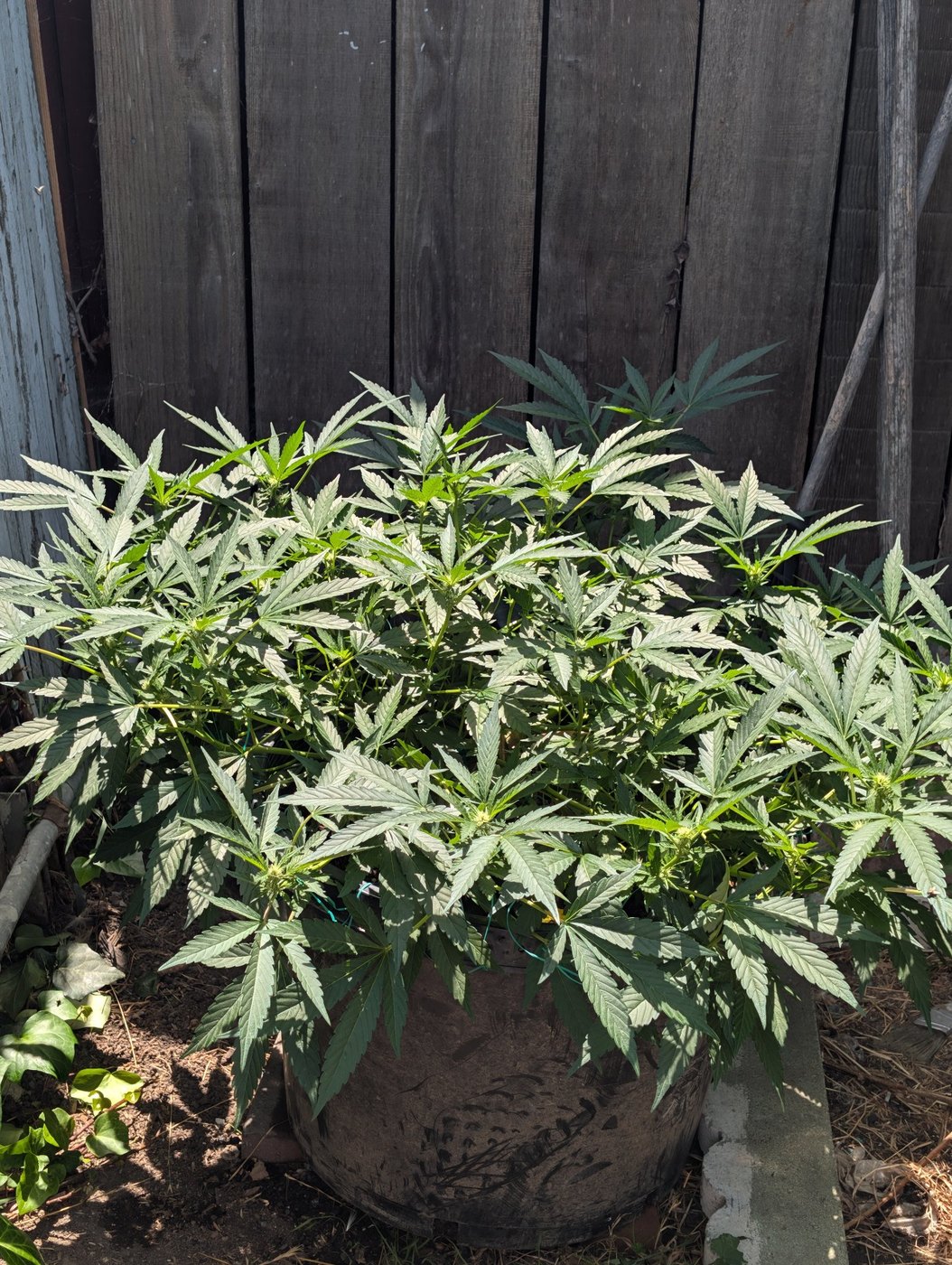 How to Train a Massive Outdoor Canopy: Perfect LST Before the Stretch