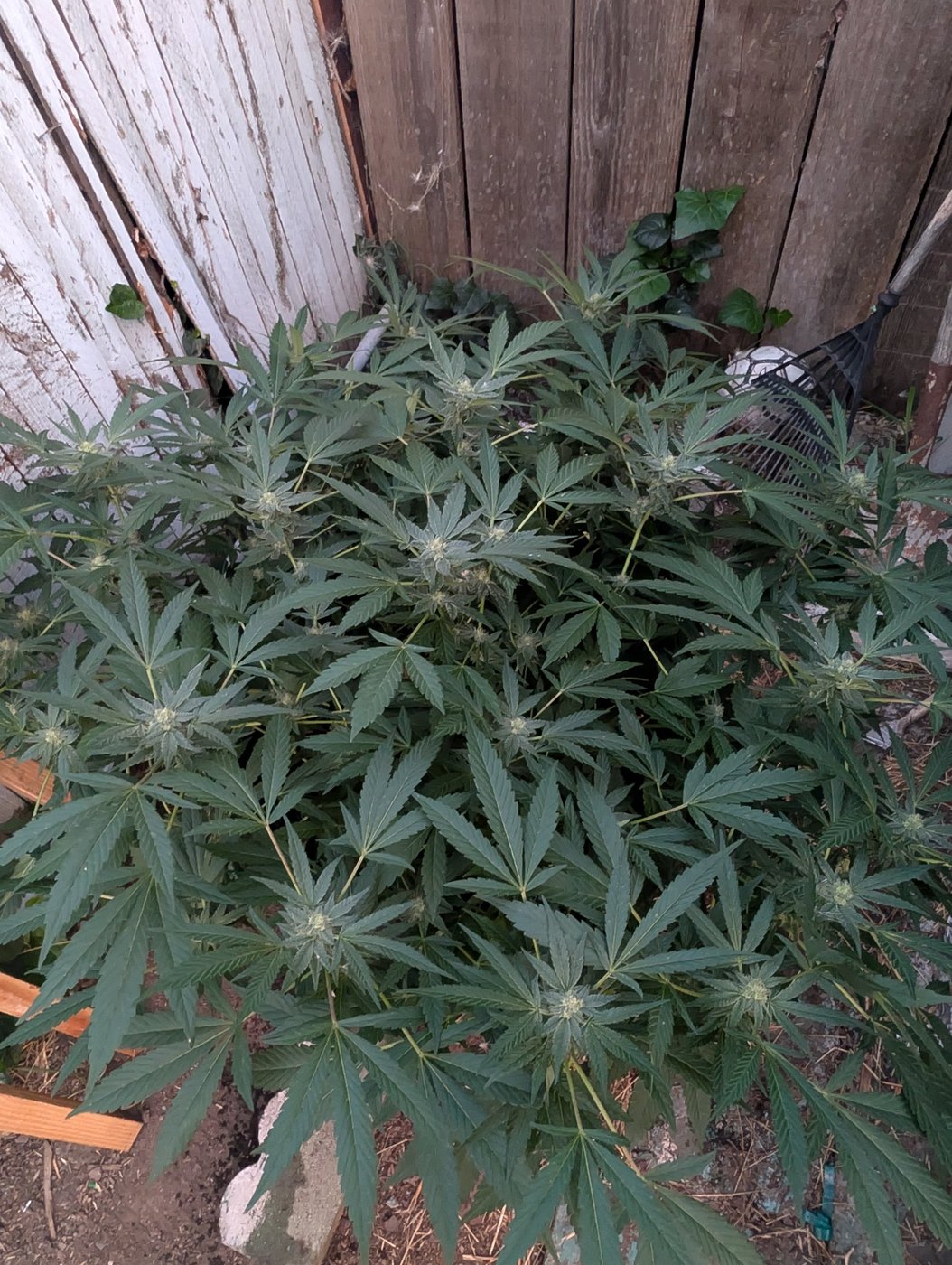 case photo