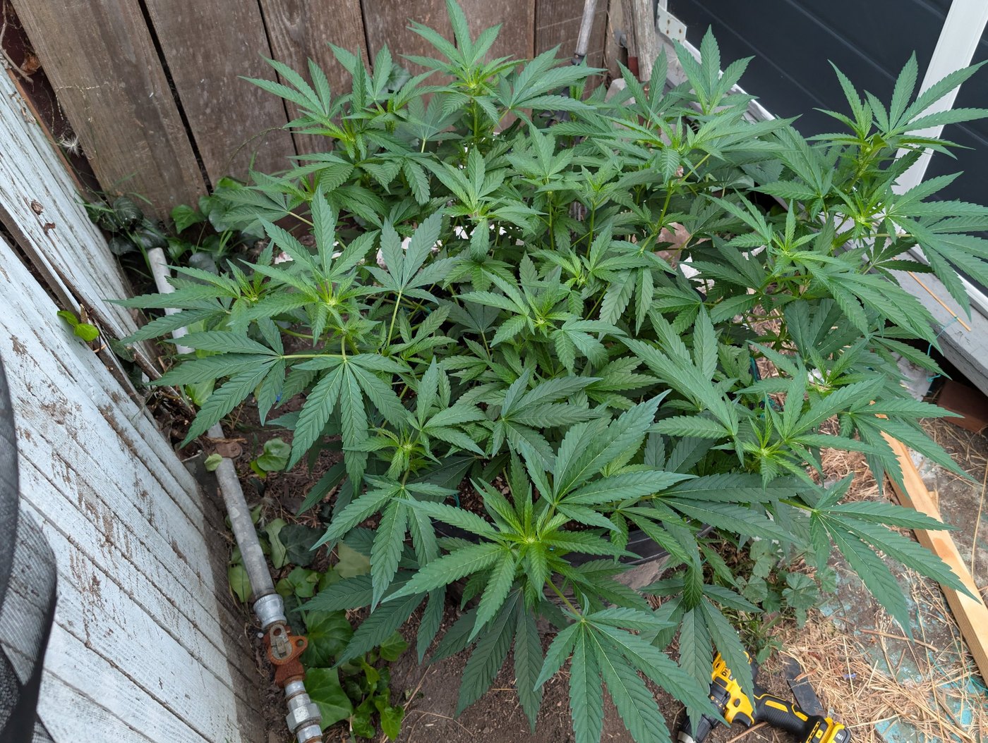 How to Prep Massive Outdoor Coco Pots for the Bloom Transition