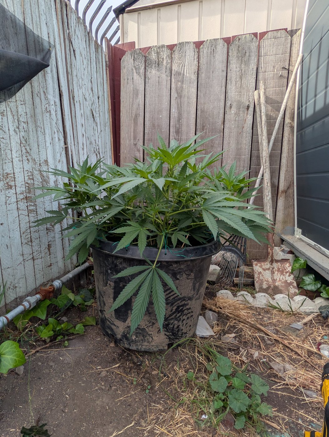 case photo