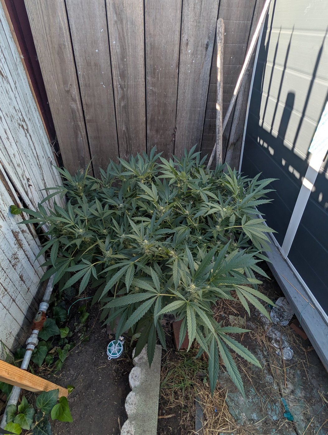 case photo