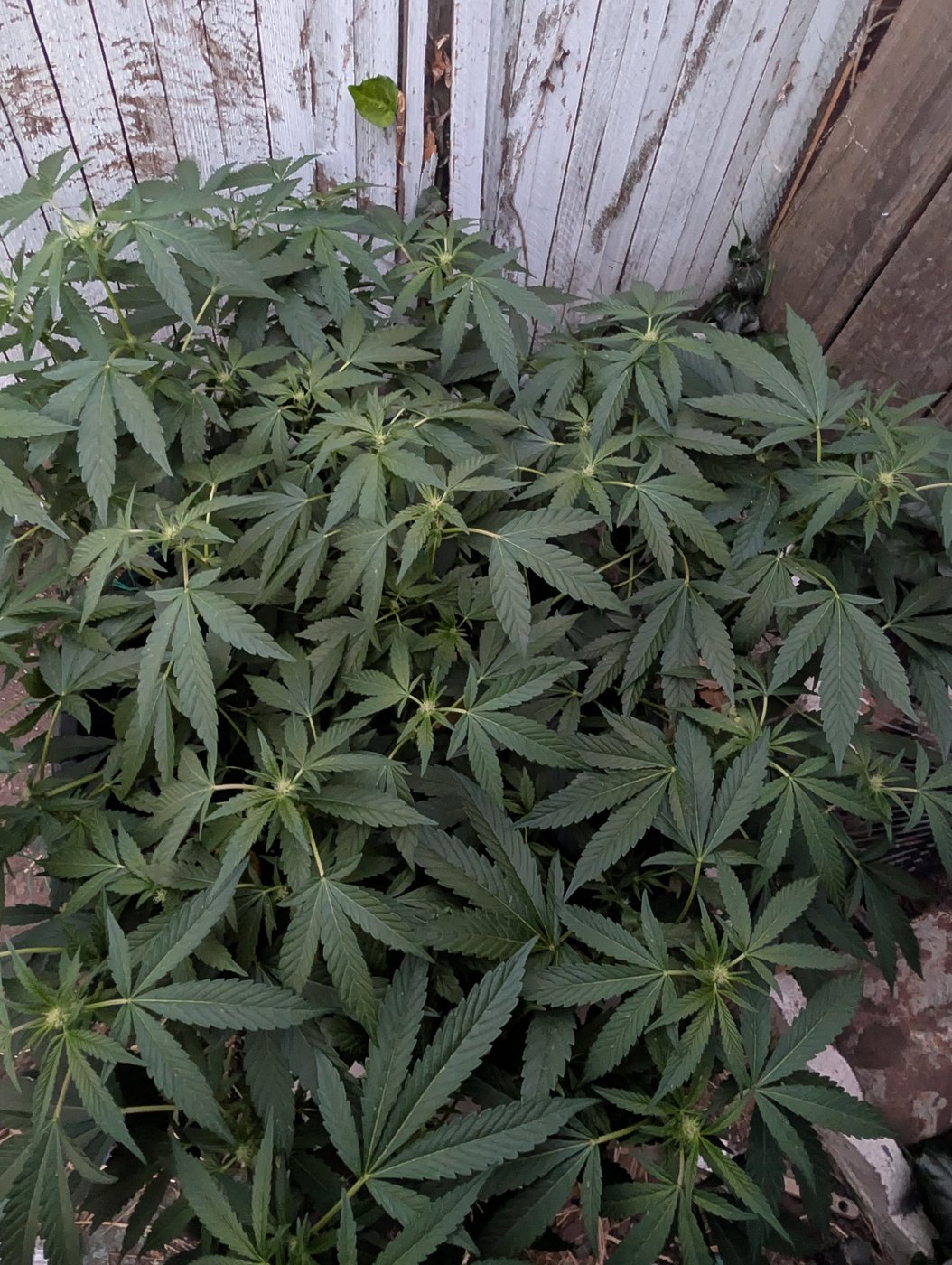 Perfect Outdoor LST: Shaping a Flat Canopy for Pre-Flower
