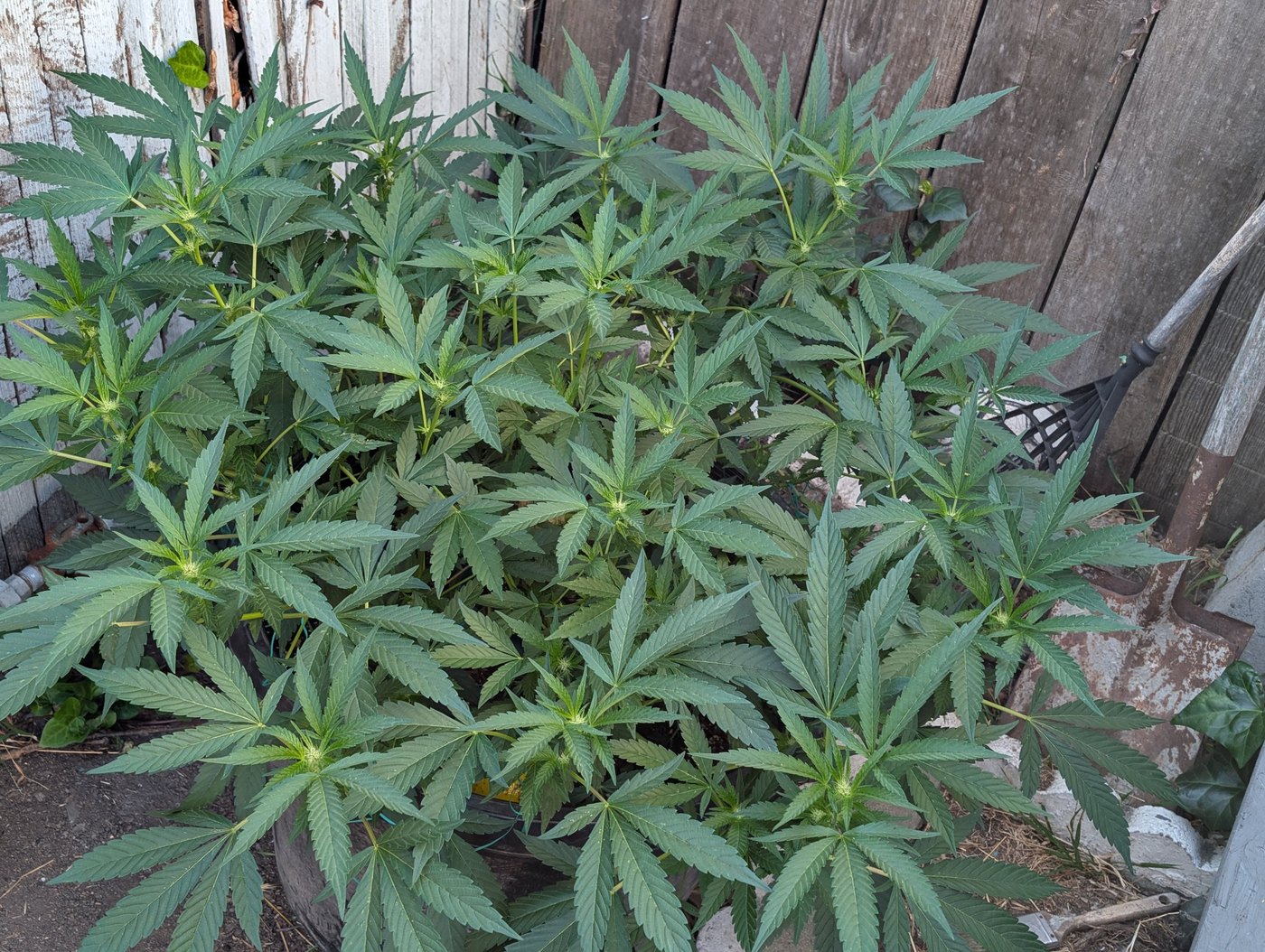 How to Train Outdoor Giants for a Flat and Productive Canopy