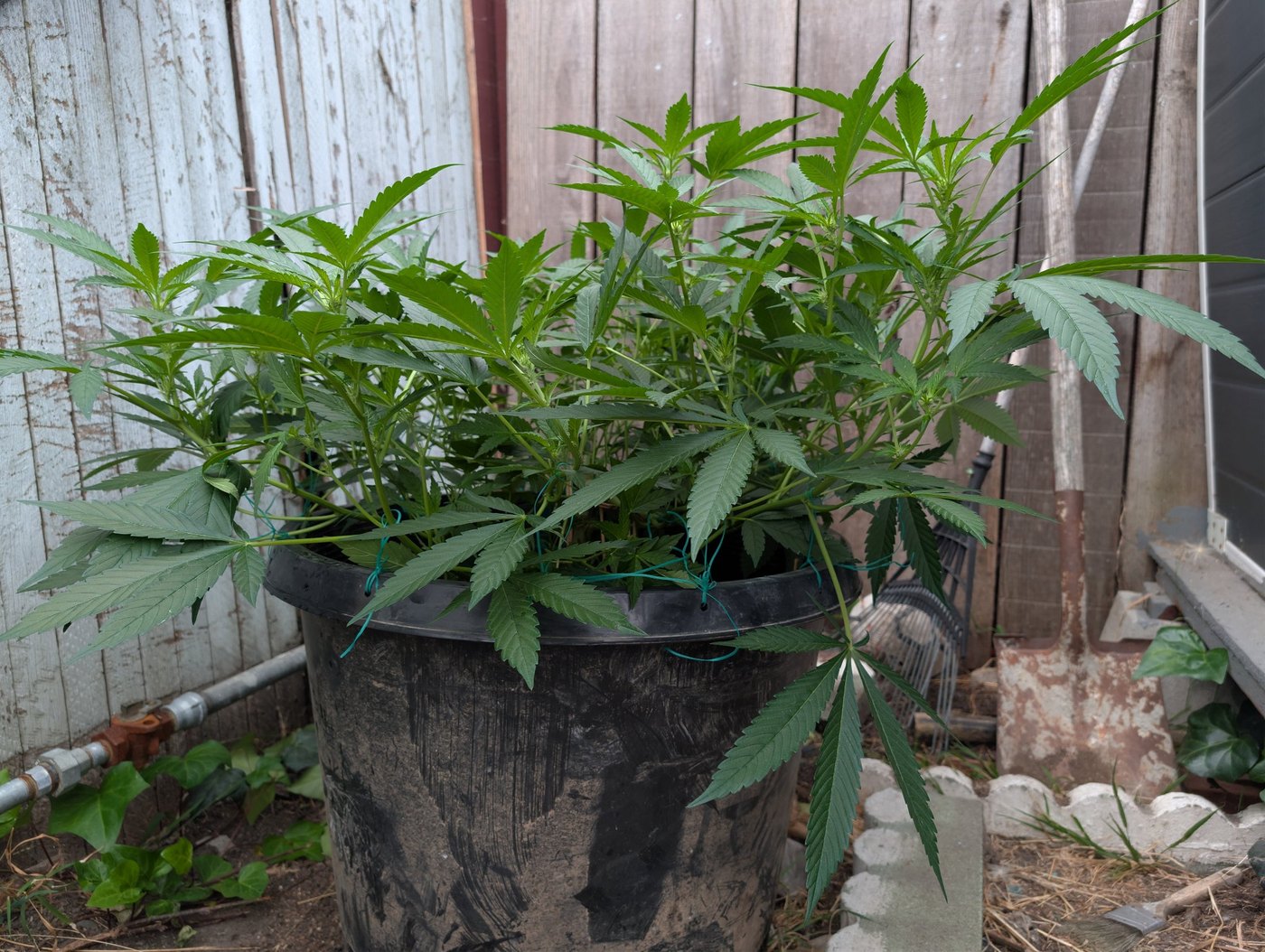 Flat Outdoor Canopies: Managing Big Pots in Cold, Damp Weather