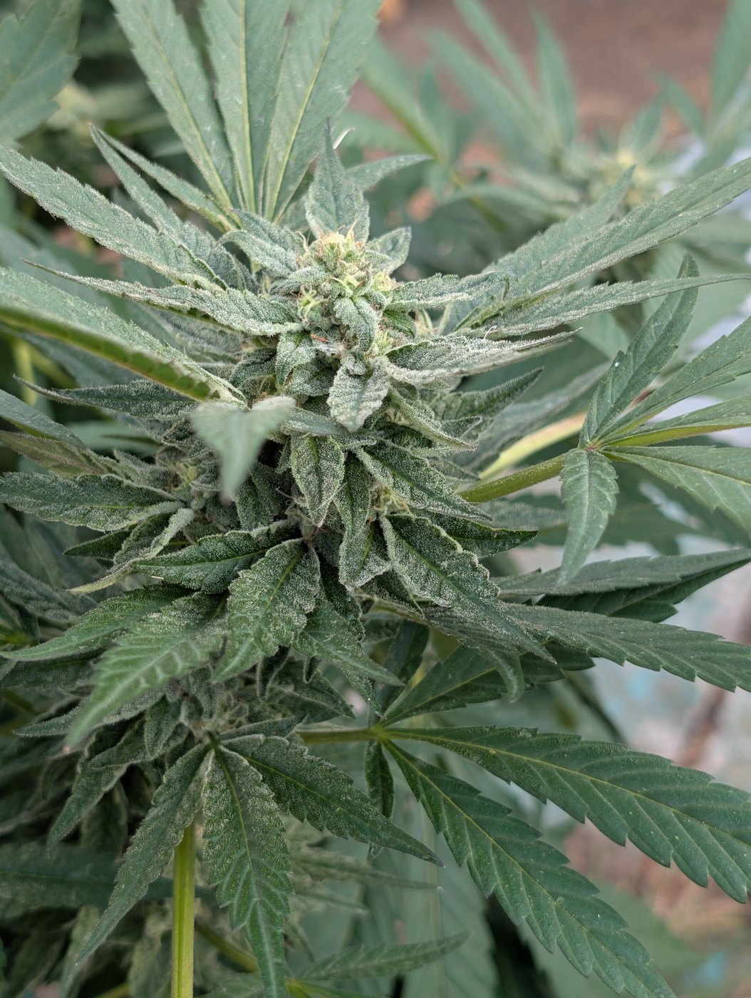 case photo