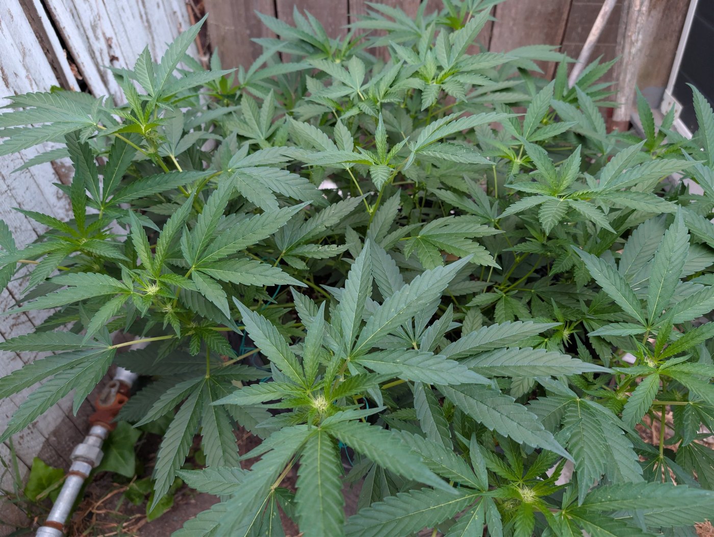 Mastering the Outdoor Pre Flower Transition with Low Stress Training