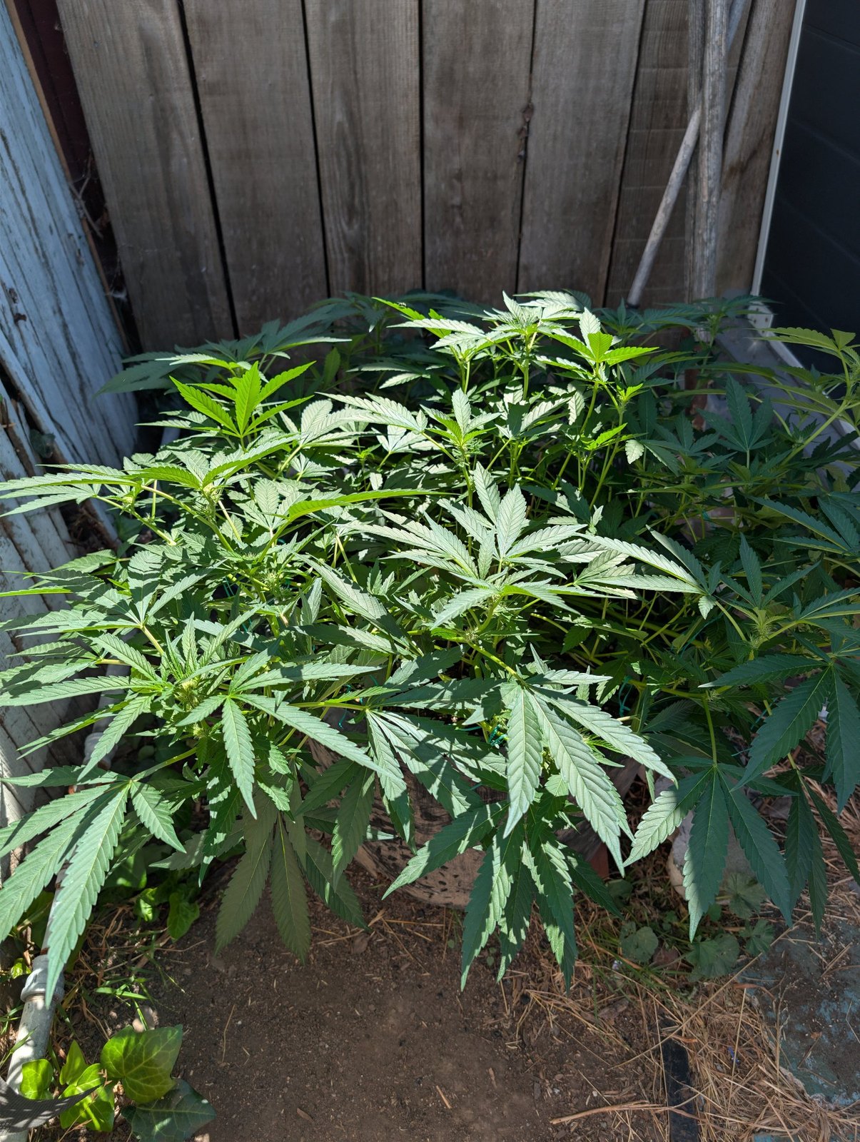 Mastering the Pre-Flower Transition in Giant Outdoor Containers