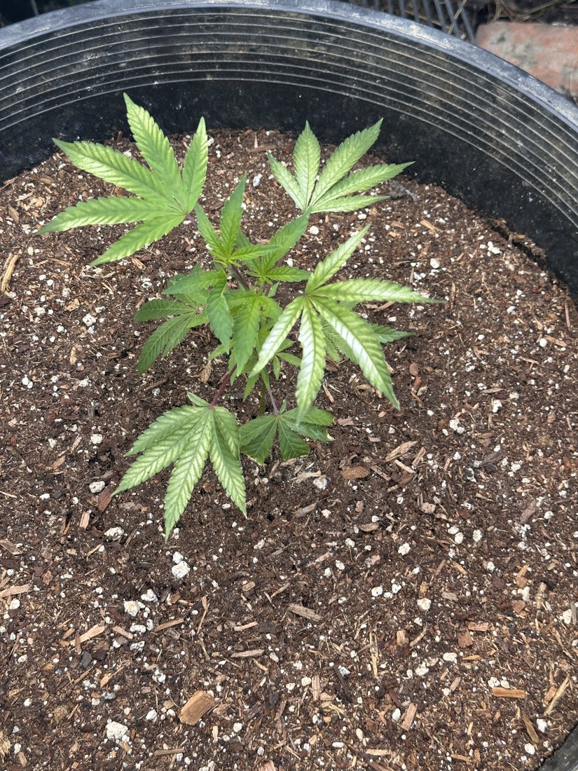 Overwatering Panic in Veg: When Doing Nothing Is the Right Move