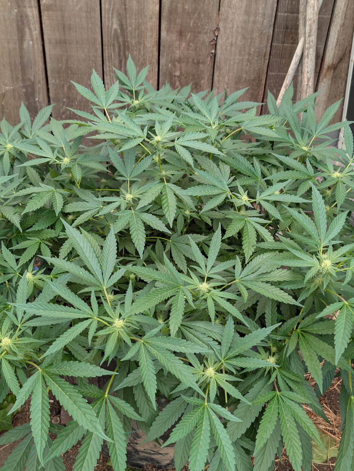 Prepping a 4-Foot Wide Outdoor Canopy for Early Flower Transition