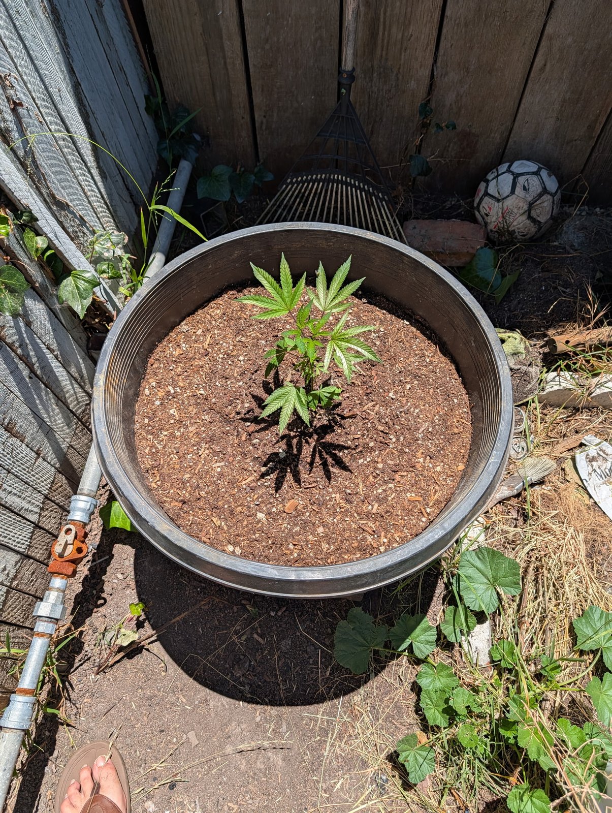 Reading the Recovery: How to Know a Burned Plant Has Bounced Back