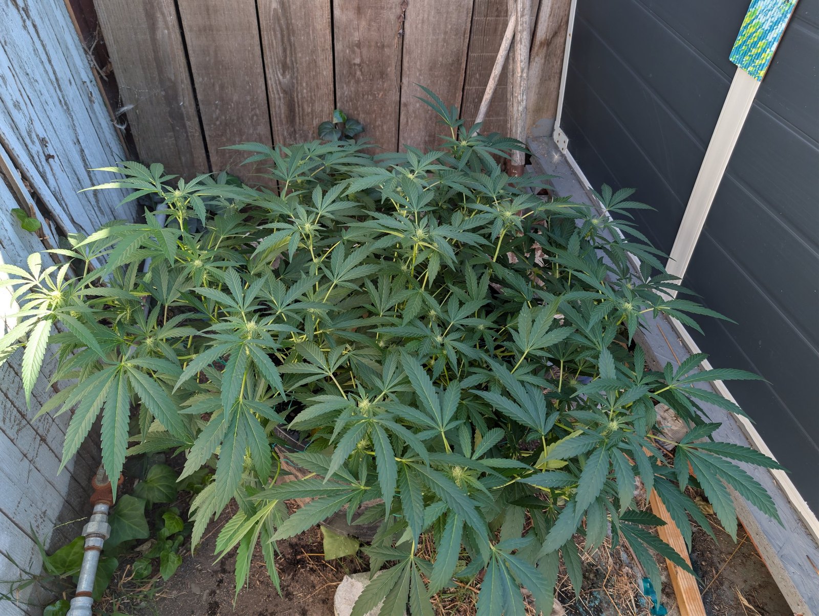 Resolving Coco pH Lockout Before the Pre-Flower Stretch