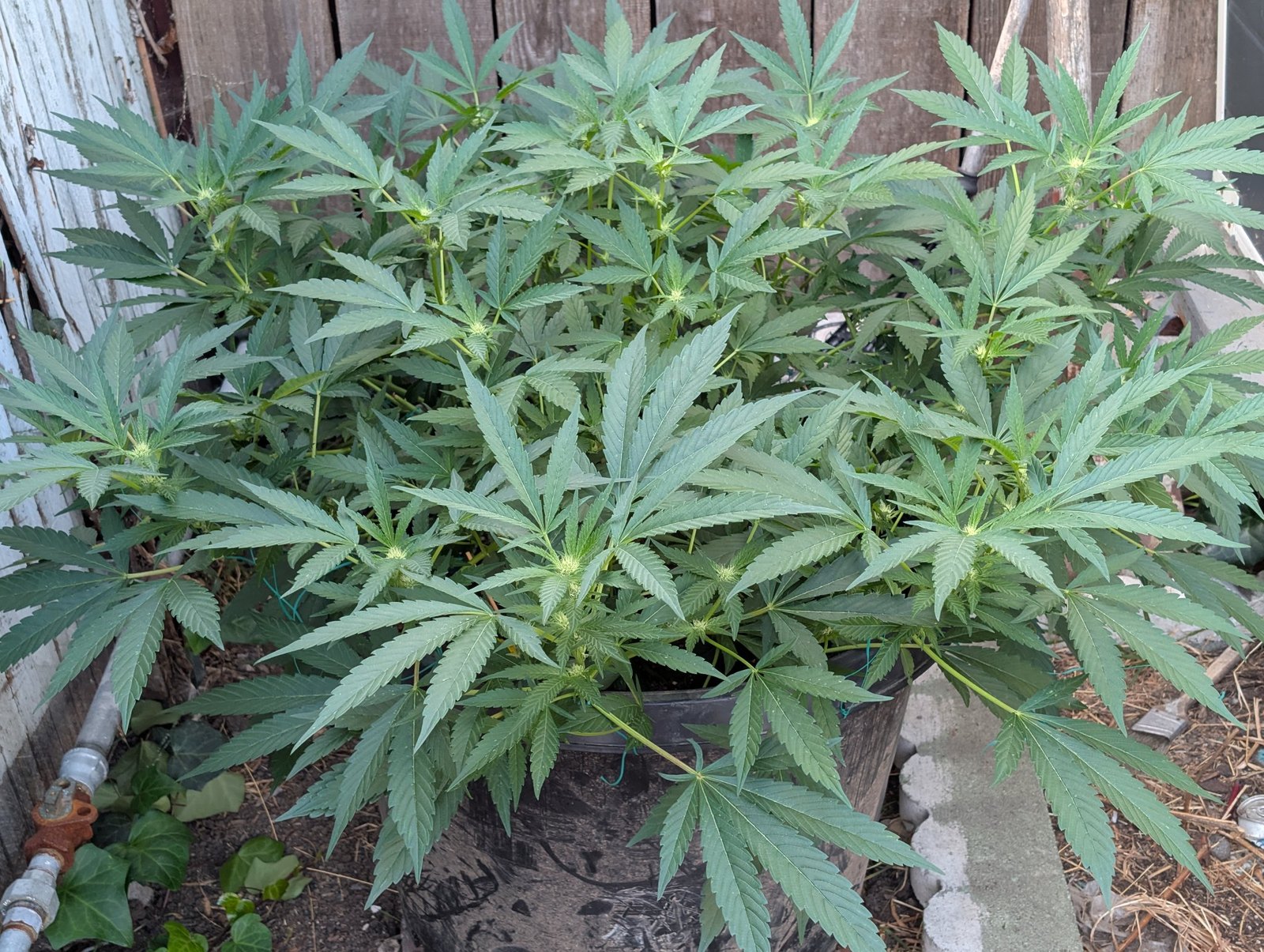 Staking and Water Control for Giant Outdoor Containers in Pre-Flower