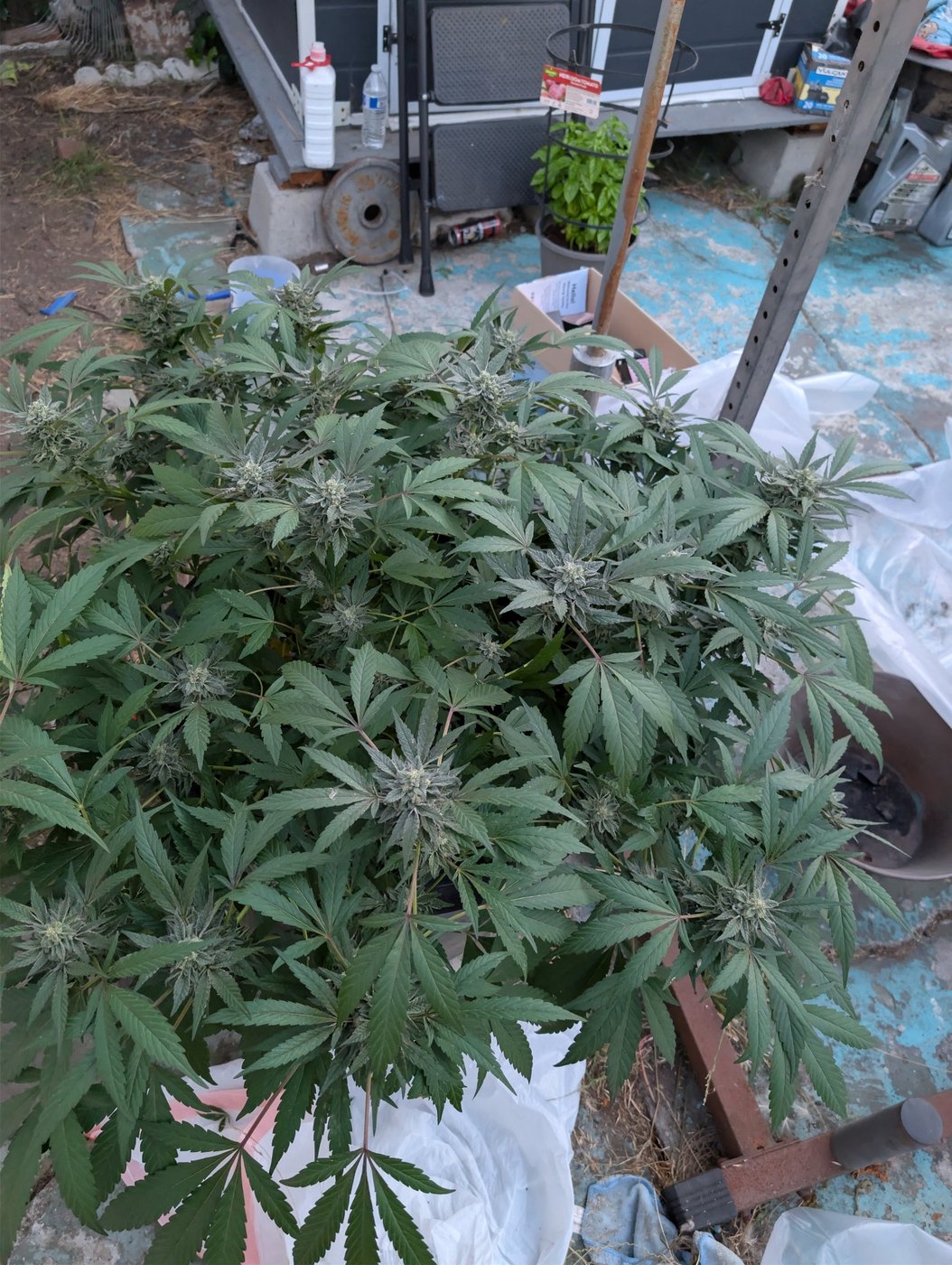 case photo
